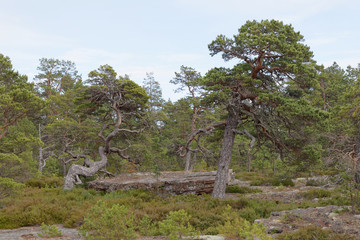 Pine tree forest with very old gnarly trees on Aland, Autonomous province of Finland