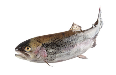 trout river high sharpness of the image on a white background