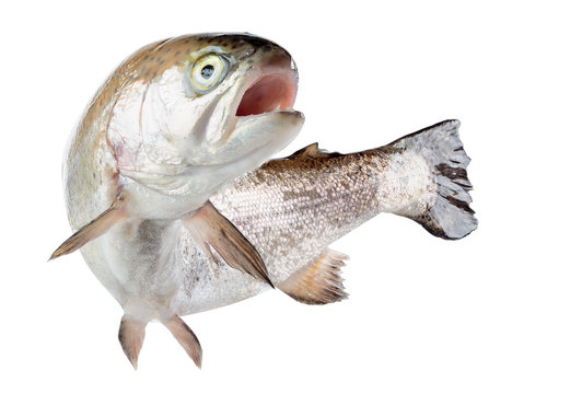 trout river high sharpness of the image on a white background