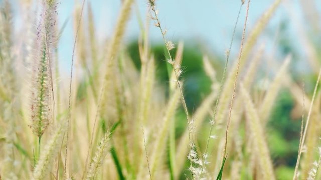 A field of grass with blowing wind 4K