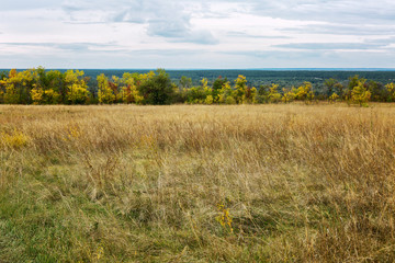 Fototapeta premium Beautiful view of the meadow and forest