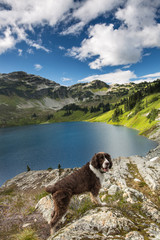 A happy looking dog standing above a lake in the mountains