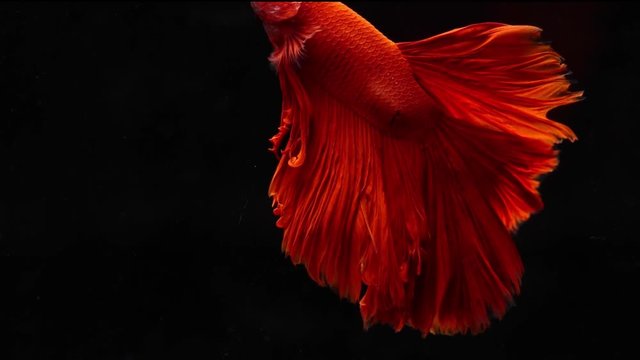 Siamese fighting betta fish movement in slow motion