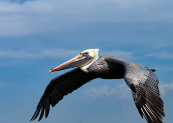 pelican flying on a sunny day