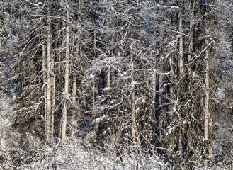 Winter forest with snow