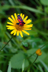 Yellow Daisy Flower with Red Butterfly on it