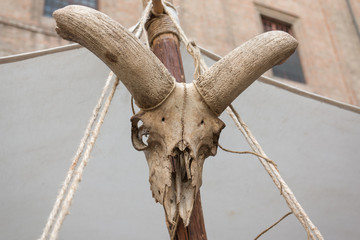 Animal Stuffed Skull with White Horns Hanged on Wooden Pole with Ropes