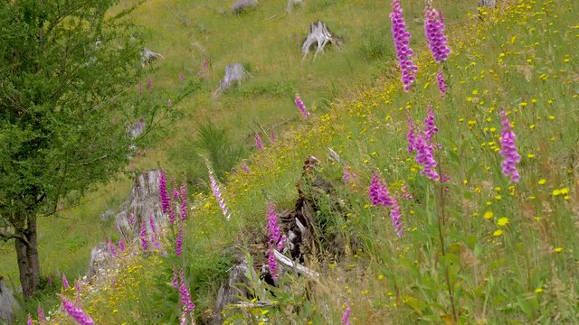 Bright foxgloves close-up. Beautiful pink bell flowers. Amazing valley of flowers. Mount St Helens National Park, West Part, Washington State, 4K, 3840*2160, high bit rate, UHD