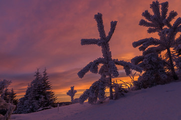 Маленькая сосна в снегу на фоне оранжевого неба.