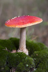 Red mushroom