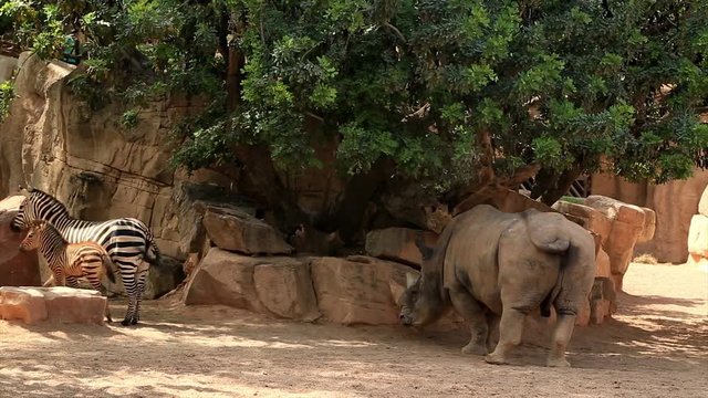Rhinoceros and zebra family