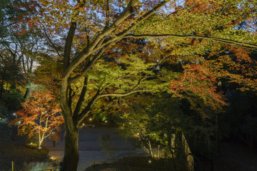 Beautiful night fall color of Kitano Tenmangu