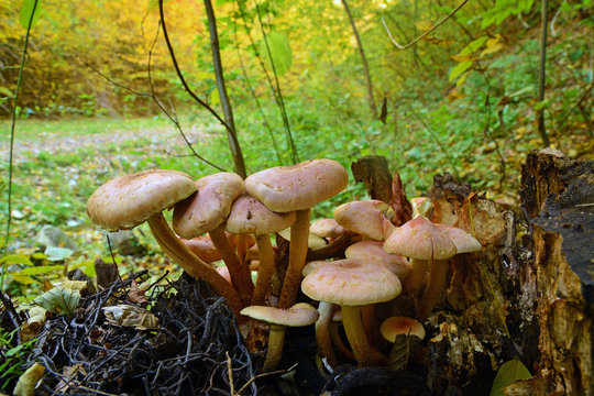 hypholoma sublateritium mushroom