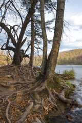 The trees on the bank of the lake with roots that came out, Plitvice National Park, Croatia