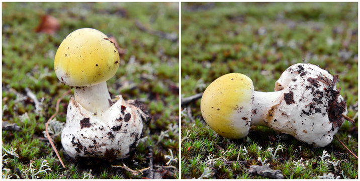  amanita phalloides mushroom, deathcap