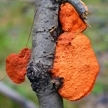red pycnoporus cinnabarinus mushroom