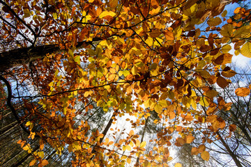 Beauty of autumn / wonderful fall colors in the forest :)
