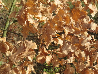 Oak leaves. November.  Village. Bryansk district. (The Vast Russia! Sergey, Bryansk.)