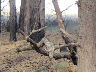 A fabulous form of branches. November.  Village. Bryansk district. (The Vast Russia! Sergey, Bryansk.)