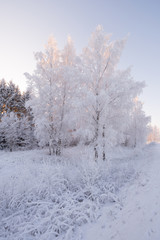 Winter Forest Landscape In Pink Tones, Vertical Orientation. Morning Winter Birch Forest.Beautiful Winter Birch Forest Covered With Hoarfrost. Sun, Snow-Covered Birch Grove And Snow-Covered Reed 