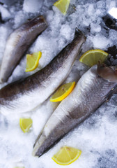 Fresh raw sea fish and lemon peces on ice surface.