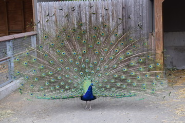 Obraz premium Male Peacock in full plume display