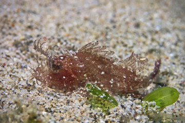Young Ambon Scorpionfish, Junger Ambon Skorpionfisch (Pteroidichthys amboinensis)