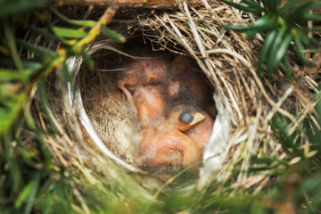 Small birds in the nest