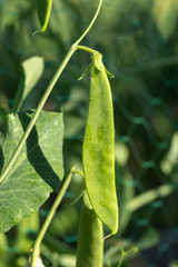 Green peas thickets in pods in a kitchen garden