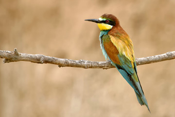 merops apiaster
