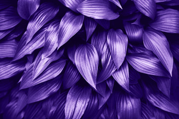 Ultra Violet background made of fresh green leaves.