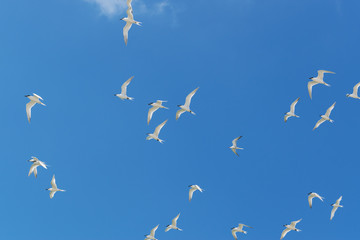 White birds in blue sky