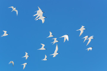 White birds in blue sky