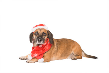 Dog in a christmas hat isolated on white