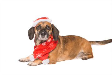 Dog in a christmas hat isolated on white
