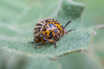 Colorado potato beetle closeup