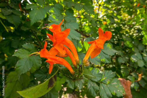 "Orange Blüten am Strauch im Garten" Stockfotos und lizenzfreie Bilder