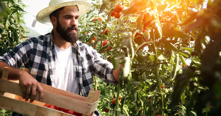 Male farmer picking fresh tomatoes from his hothouse garden