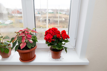 Flower in a pot on the window