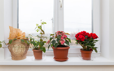 Fototapeta premium Flower in a pot on the window