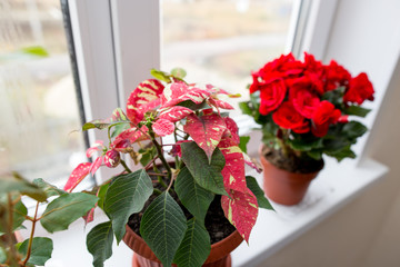 Flower in a pot on the window