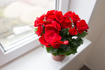 Flower in a pot on the window