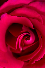 Fototapeta na wymiar Petals of a red rose as a background