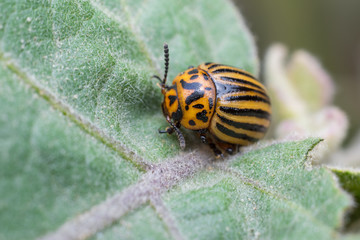 Colorado potato beetle closeup