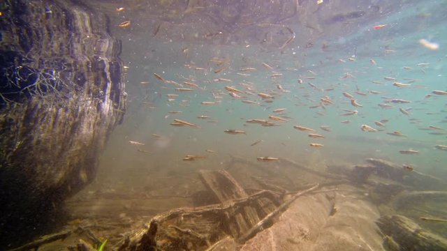 Common minnow fish in shallow water