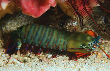 Mantis shrimp