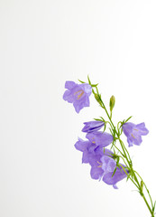 Flowers violet bells on a white background