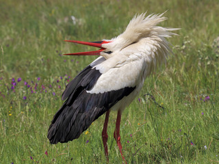 A stork clutching in spring