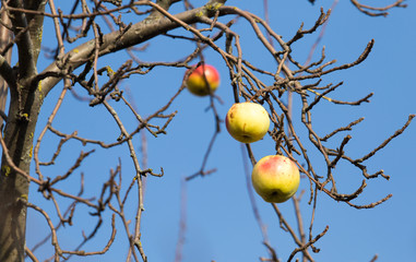 Apples on the bare branches of a tree