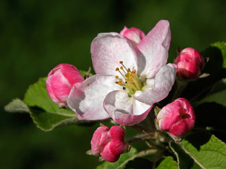 Pink Apple Blossom